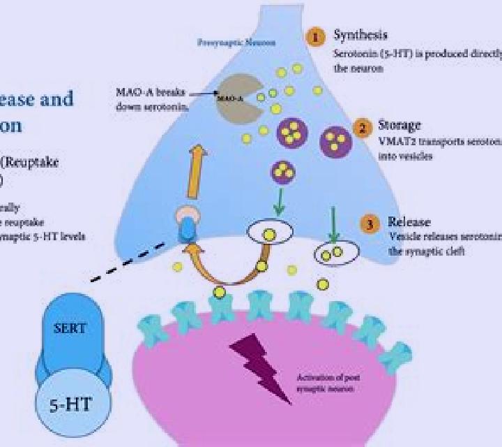 Celexa celexa and serotonin transporter pharmacy