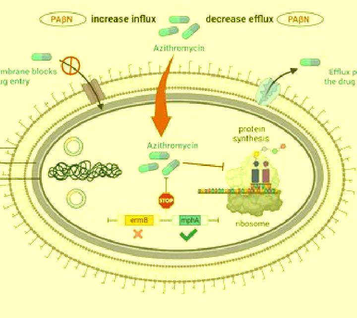 Celexa celexa azithromycin interaction pharmacy