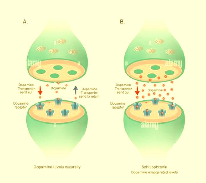 Celexa celexa decrease dopamine pharmacy