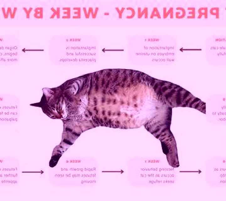 Celexa celexa pregnancy cat pharmacy