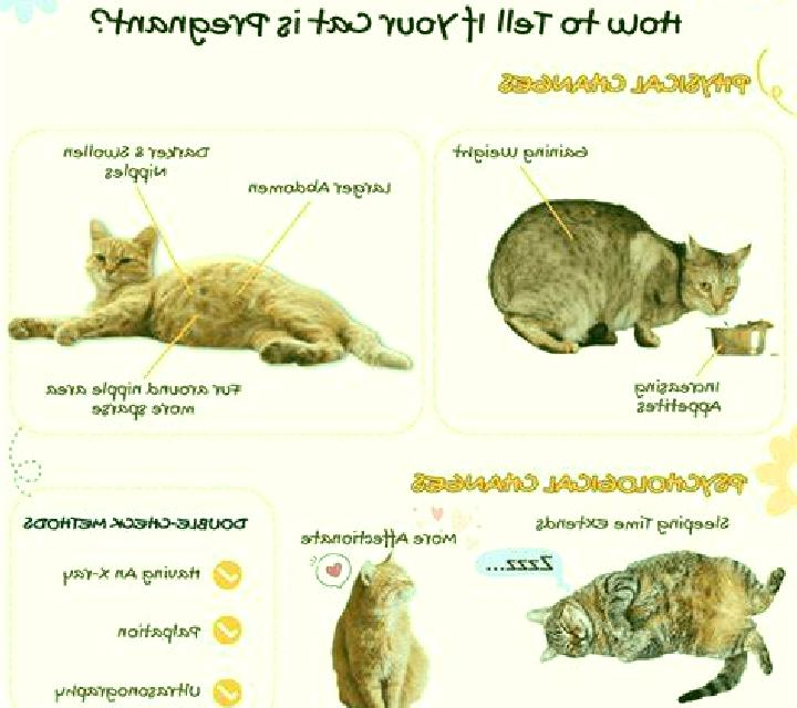 Celexa celexa pregnancy cat tablet