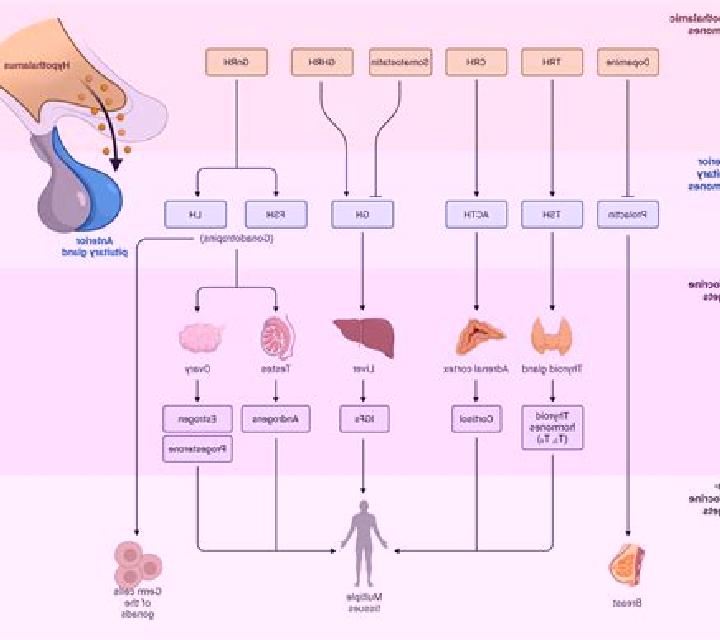 Endocrine metabolic pathway