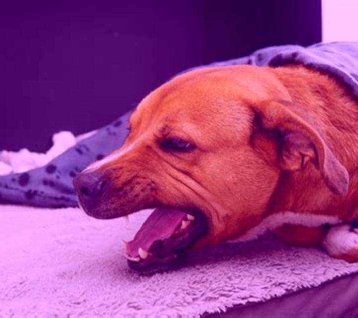 Flagyl dog gagging after flagyl medication