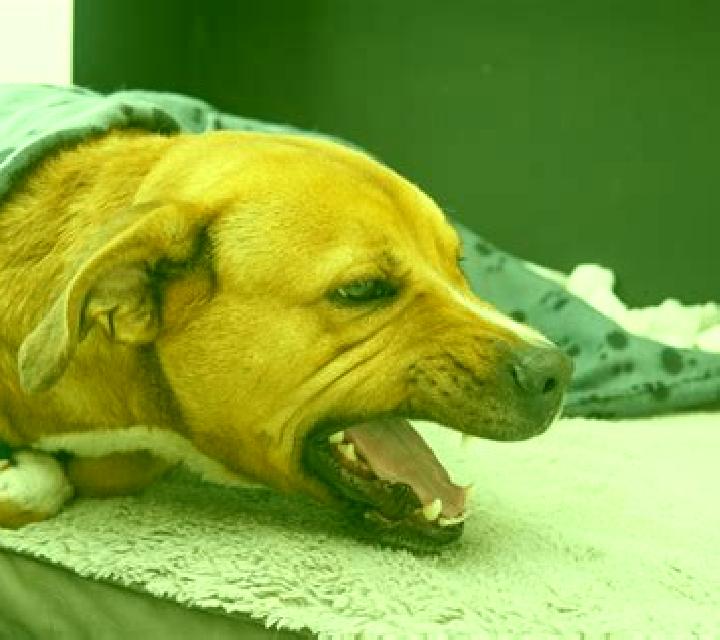 Flagyl dog gagging after flagyl pharmacy