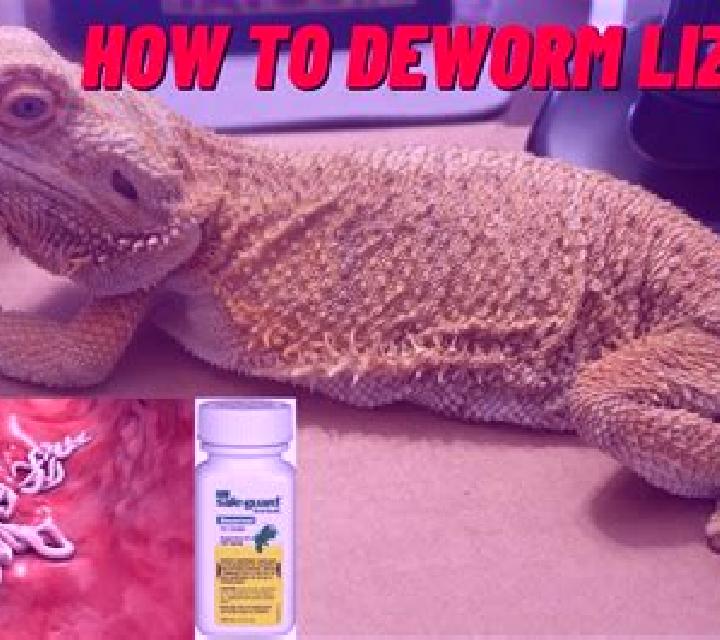 Flagyl flagyl bearded dragon medication