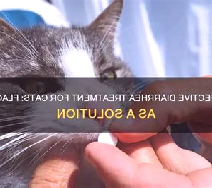 Flagyl flagyl cats diarrhea medication
