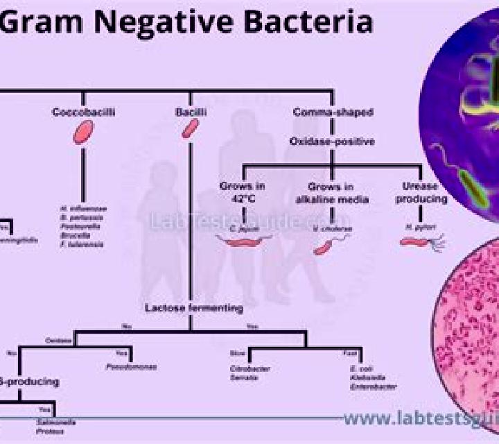Flagyl flagyl gram negative bacilli pharmacy