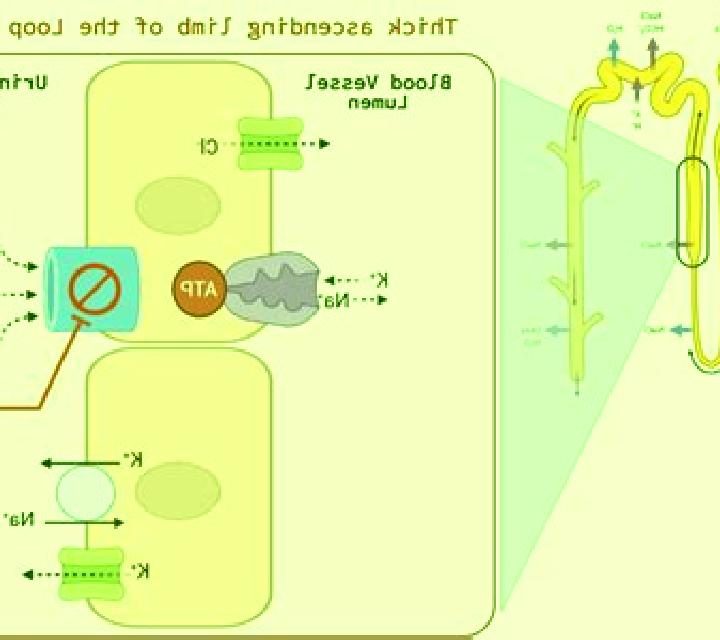 Lasix can lasix affect kidney function medication
