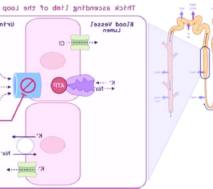 Lasix can lasix affect kidney function pharmacy