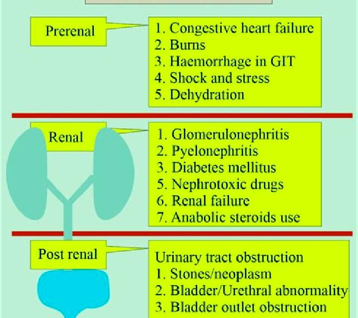 Lasix can lasix increase creatinine pharmacy