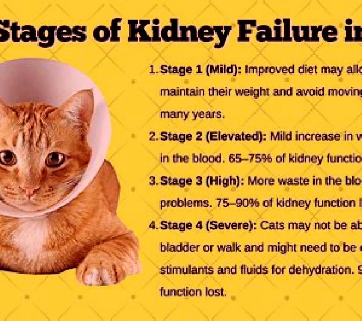 Lasix cat kidney problems on lasix medication