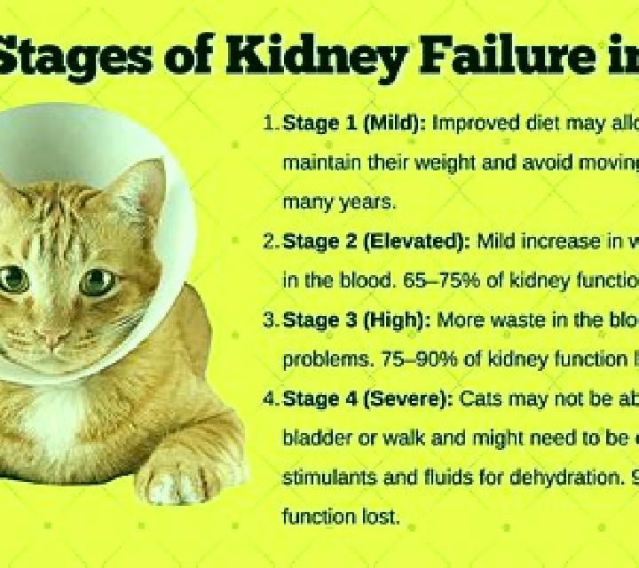 Lasix cat kidney problems on lasix pharmacy