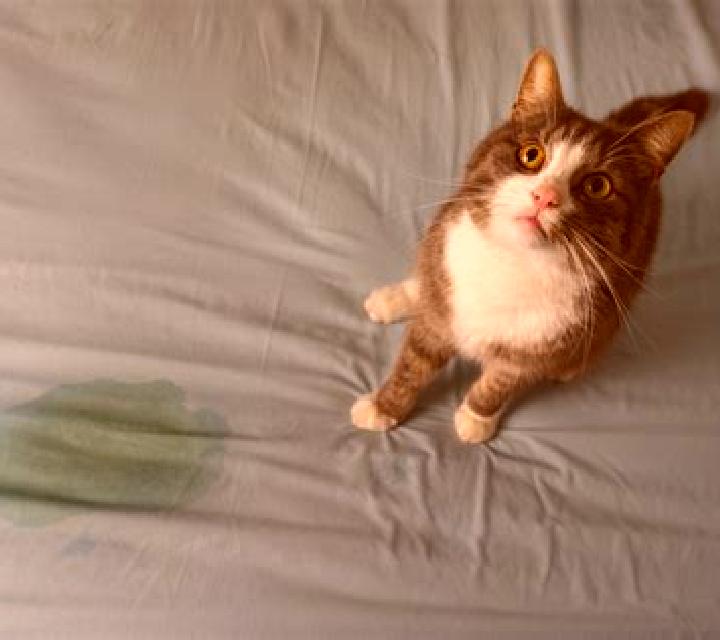 Lasix cat on lasix not peeing pharmacy