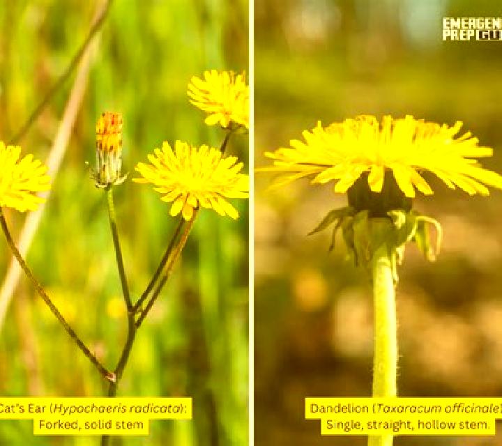 Lasix dandelion vs lasix medication
