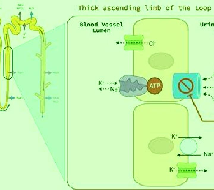Lasix does lasix affect hemoglobin medication