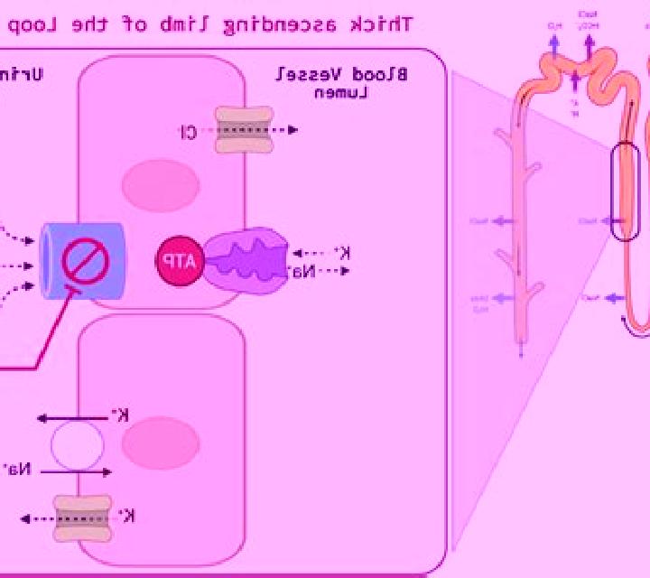 Lasix does lasix affect hemoglobin pharmacy