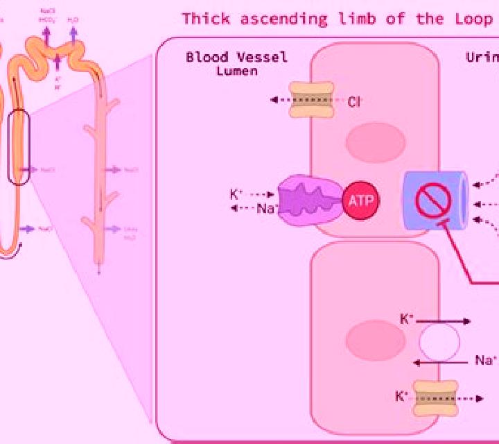 Lasix does lasix affect inr pharmacy