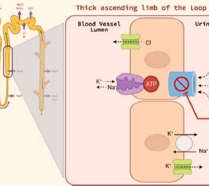 Lasix does lasix affect kidneys pills
