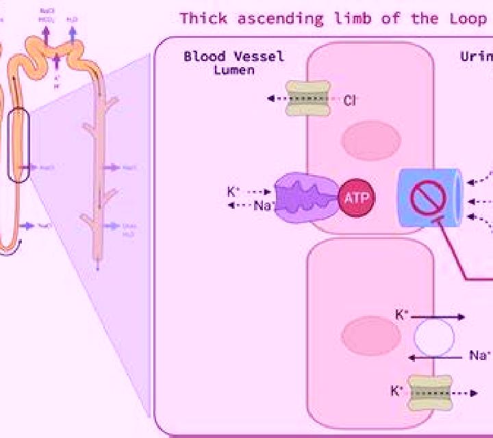 Lasix does lasix affect the liver medication