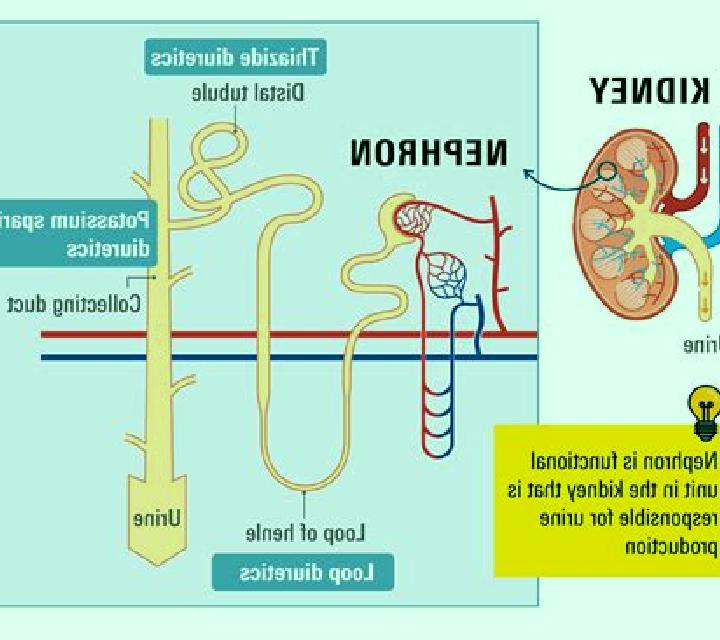 Lasix does lasix affect your kidneys medication