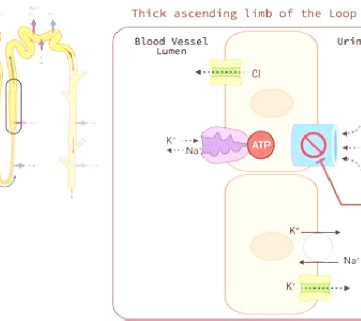 Lasix does lasix cause vasodilation medication