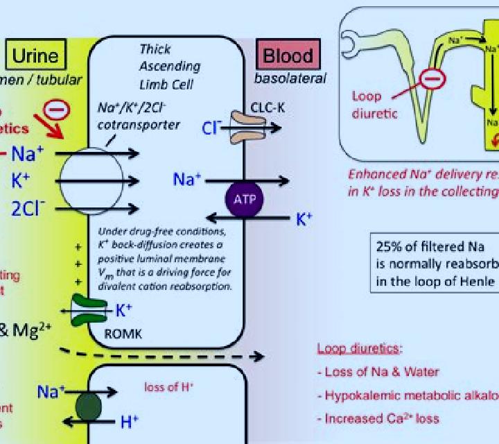 Lasix does lasix decrease calcium level medication