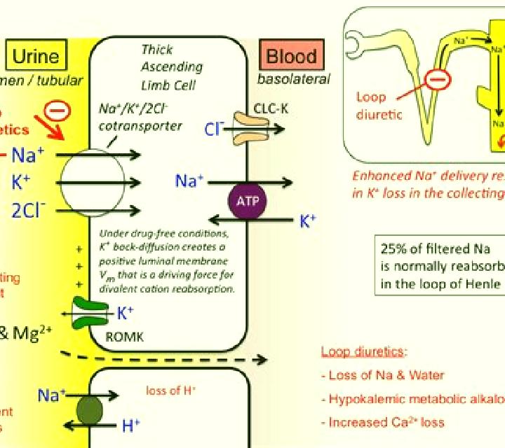 Lasix does lasix decrease calcium level pharmacy