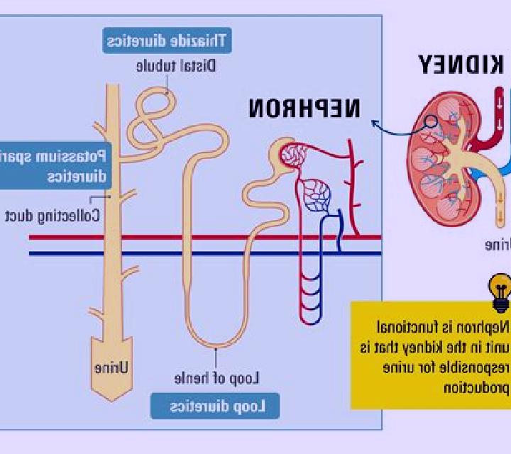 Lasix does lasix harm kidneys medication