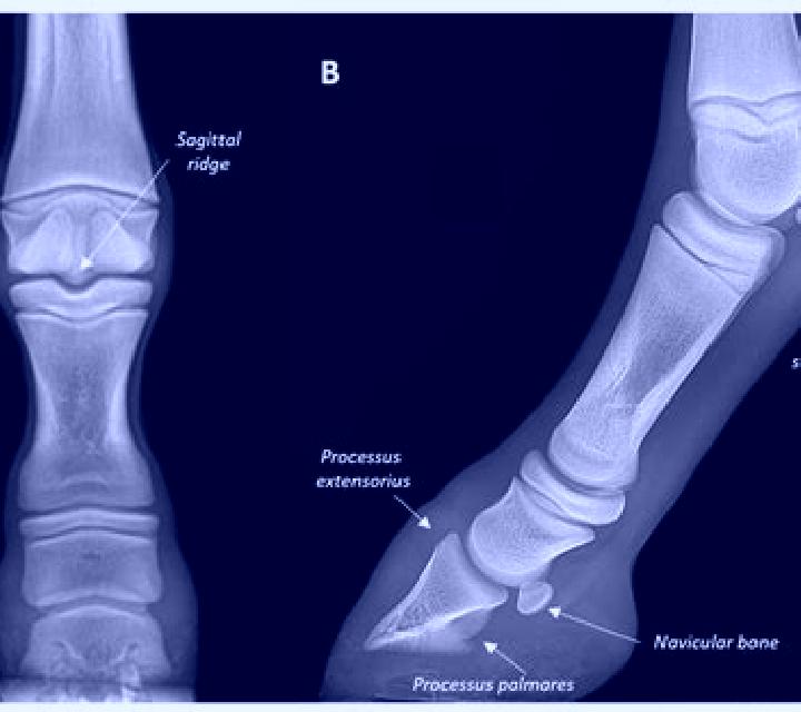 Lasix does lasix in racehorses affect bone development pharmacy