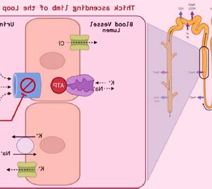 Lasix how does lasix affect gfr medication