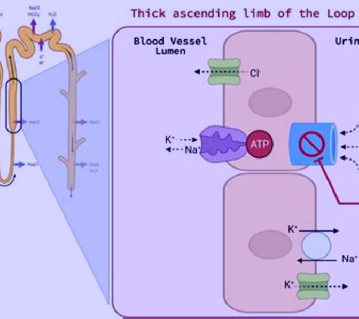 Lasix how does lasix affect kidney function pharmacy