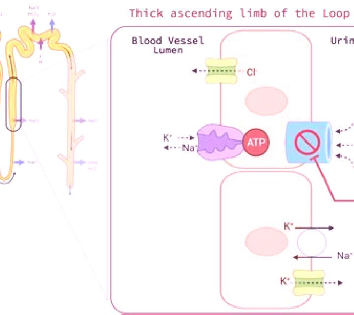Lasix how does lasix affect kidney function pills