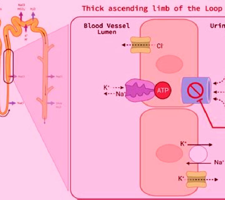 Lasix how does lasix affect kidneys pills
