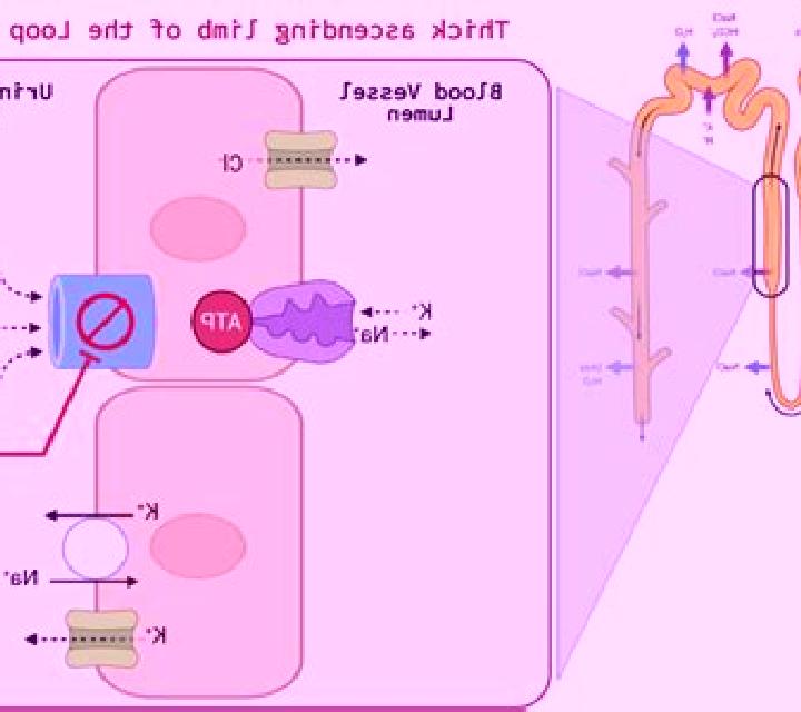 Lasix how does lasix affect sodium pharmacy
