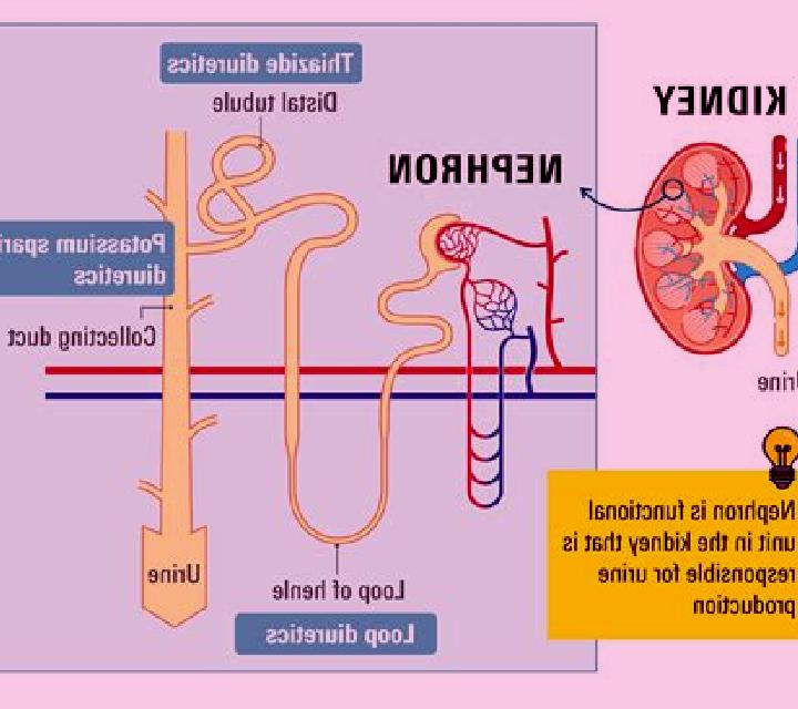 Lasix how does lasix damage kidneys pharmacy