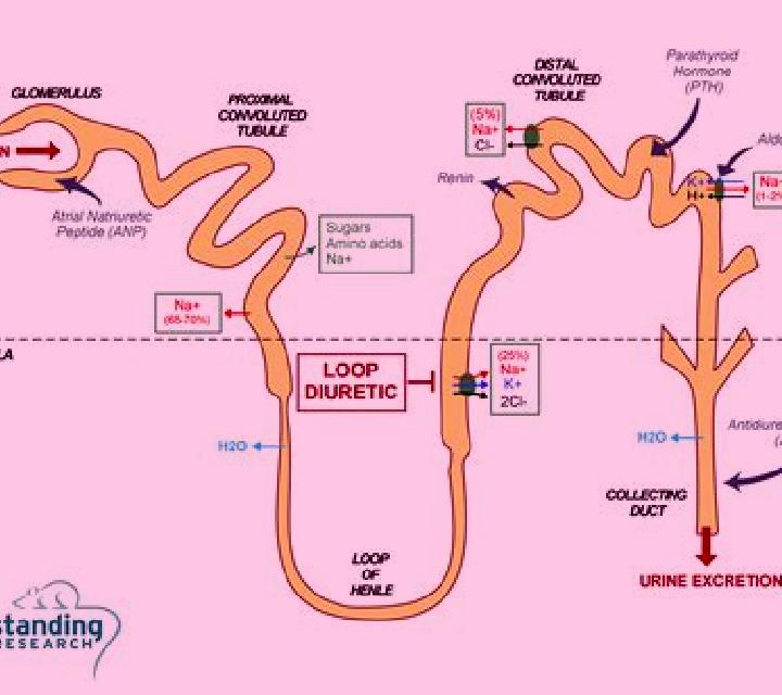 Lasix is lasix a loop diuretic pharmacy