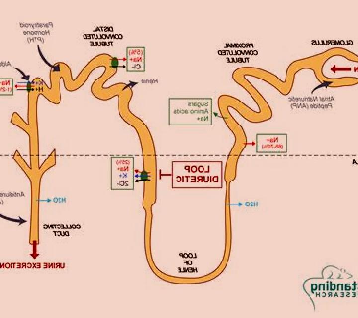 Lasix is lasix loop diuretic pharmacy