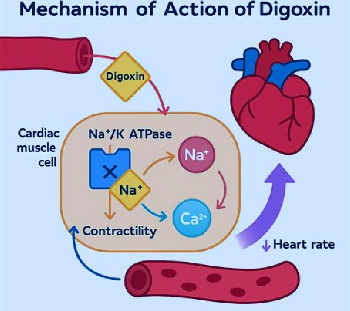 Lasix lasix and digoxin interaction pills