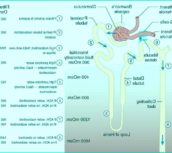 Lasix lasix and renal function medication