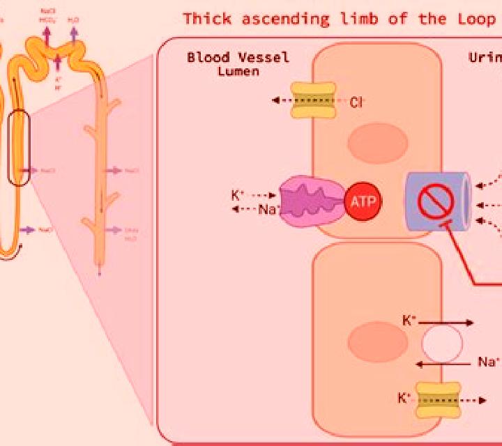 Lasix lasix effect on calcium medication