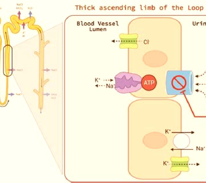 Lasix lasix effect on calcium pharmacy