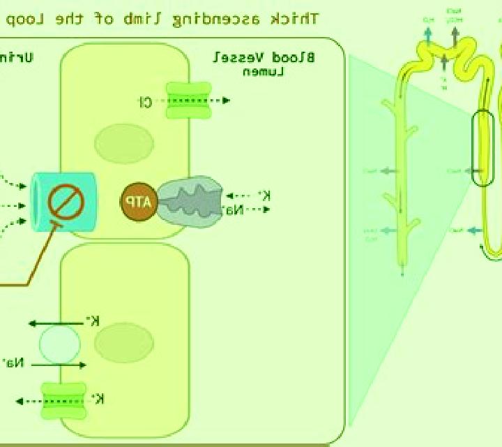 Lasix lasix effect on kidney medication