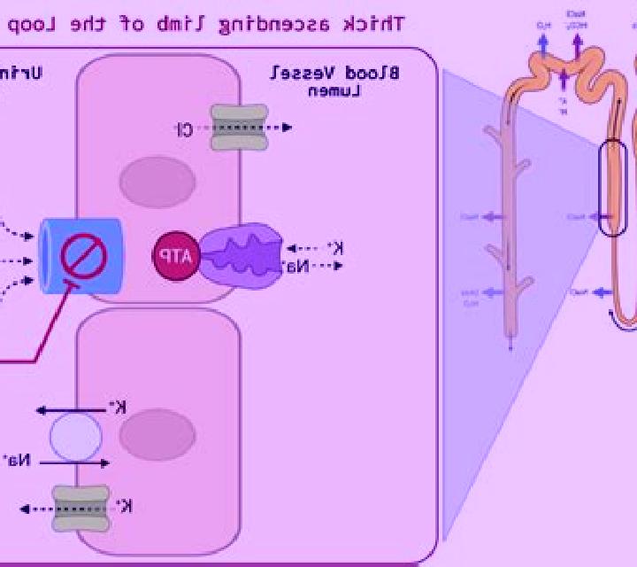 Lasix lasix effect on kidney pharmacy