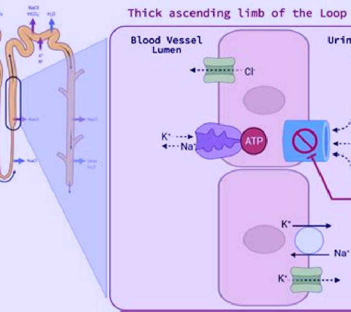 Lasix lasix effect on sodium tablet