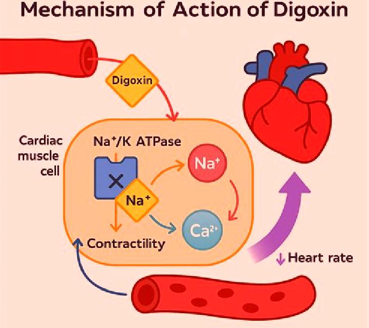 Lasix lasix interaction with digoxin medication