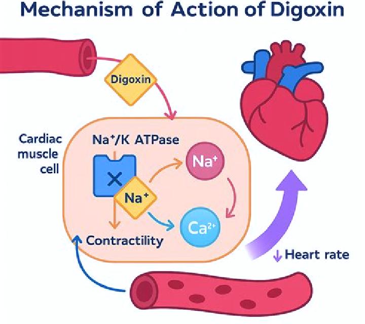 Lasix lasix interaction with digoxin pills