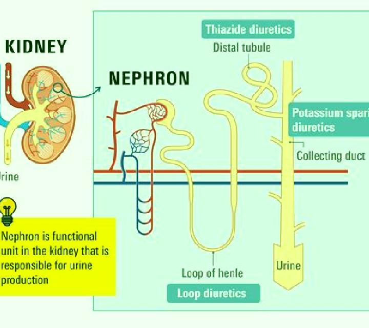 Lasix lasix on kidneys pharmacy