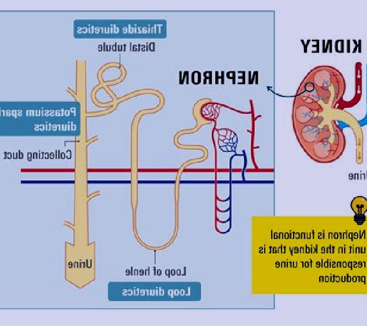 Lasix lasix on the nephron medication