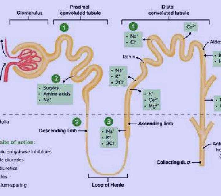 Lasix lasix pathophysiology medication
