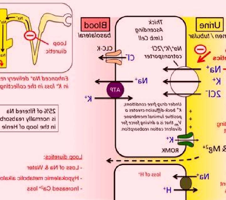 Lasix why does lasix increase creatinine pills